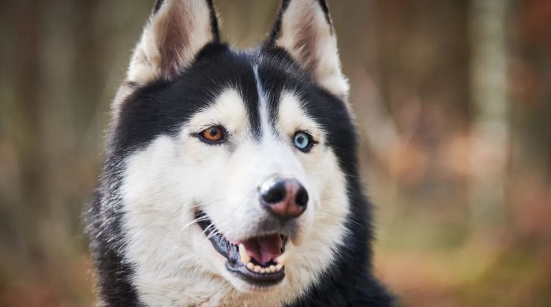 Why Are Huskies So Vocal? Understanding the Communication of This Unique Breed